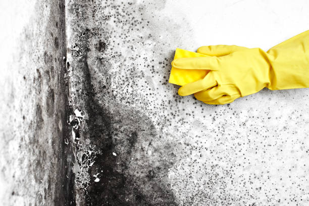 Professional Mold Remediation in Matoaca, VA