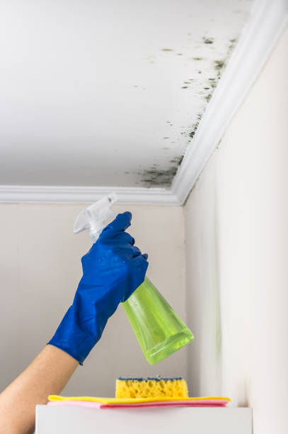 Best Post-Flood Mold Remediation in Matoaca, VA